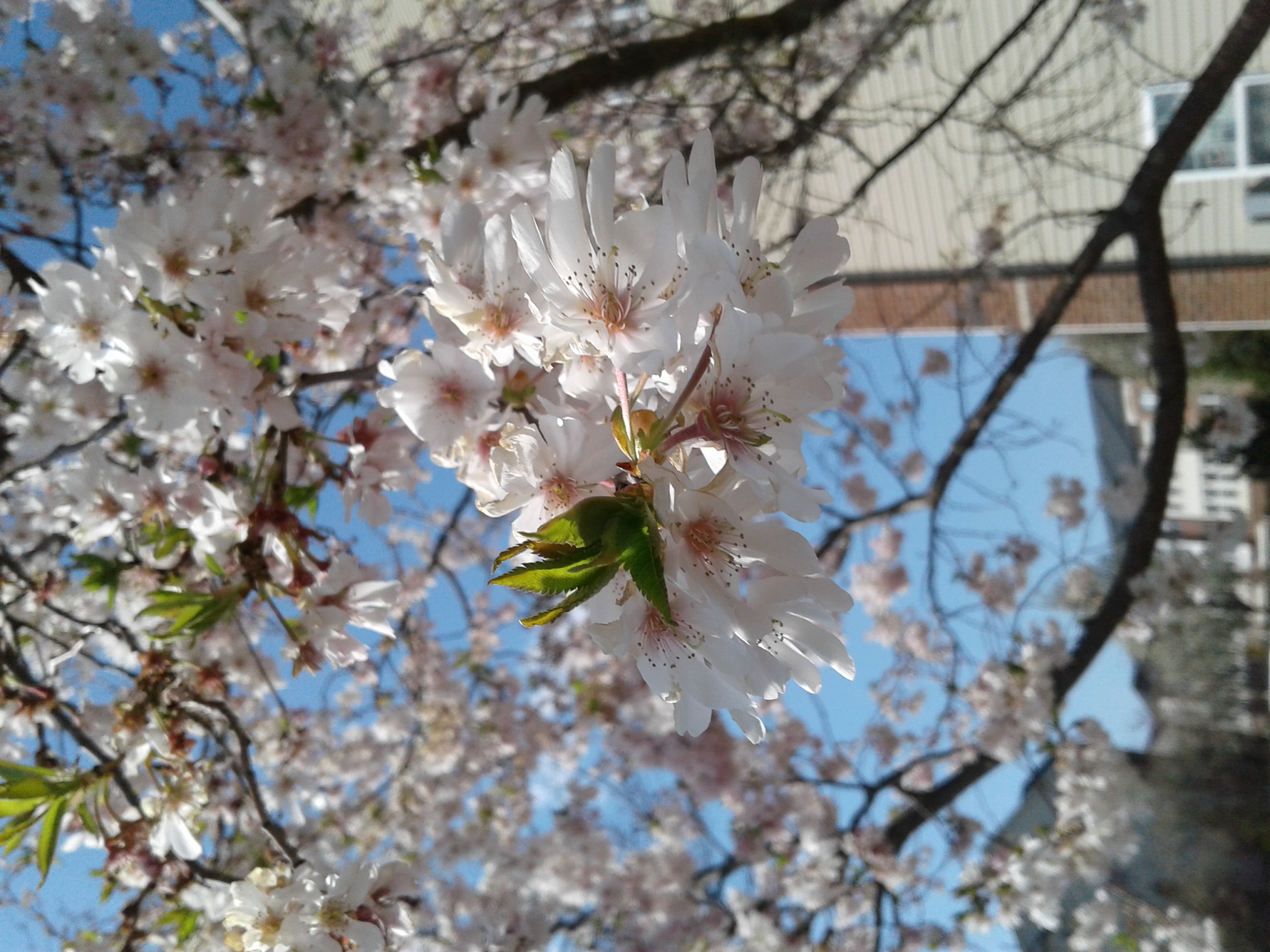 Blessed are They Who Hunger and Thirst After Righteousness Matthew 5:6