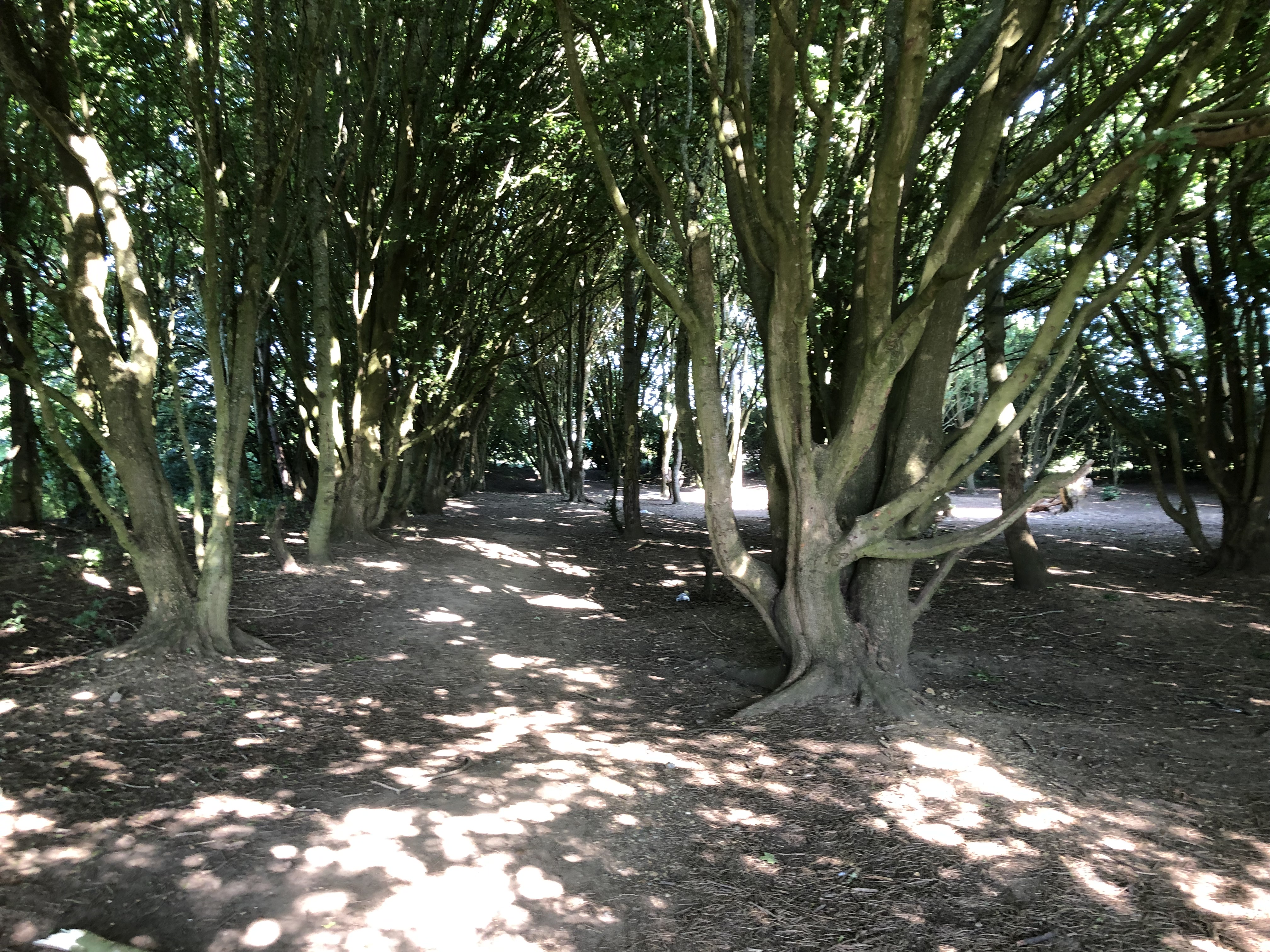 Hear the Voice of the Lord