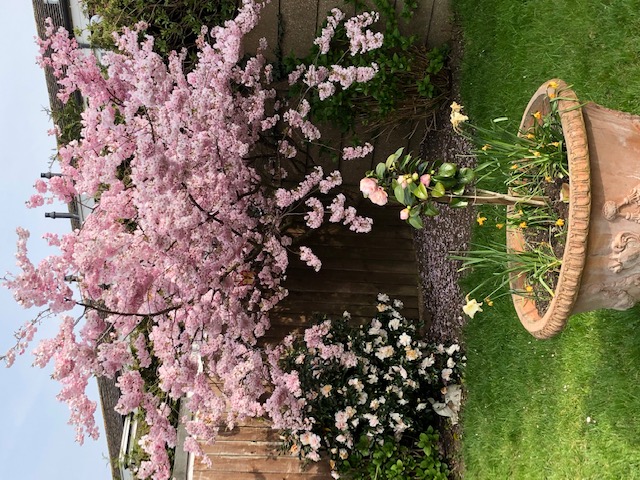 The blessings of the Cross