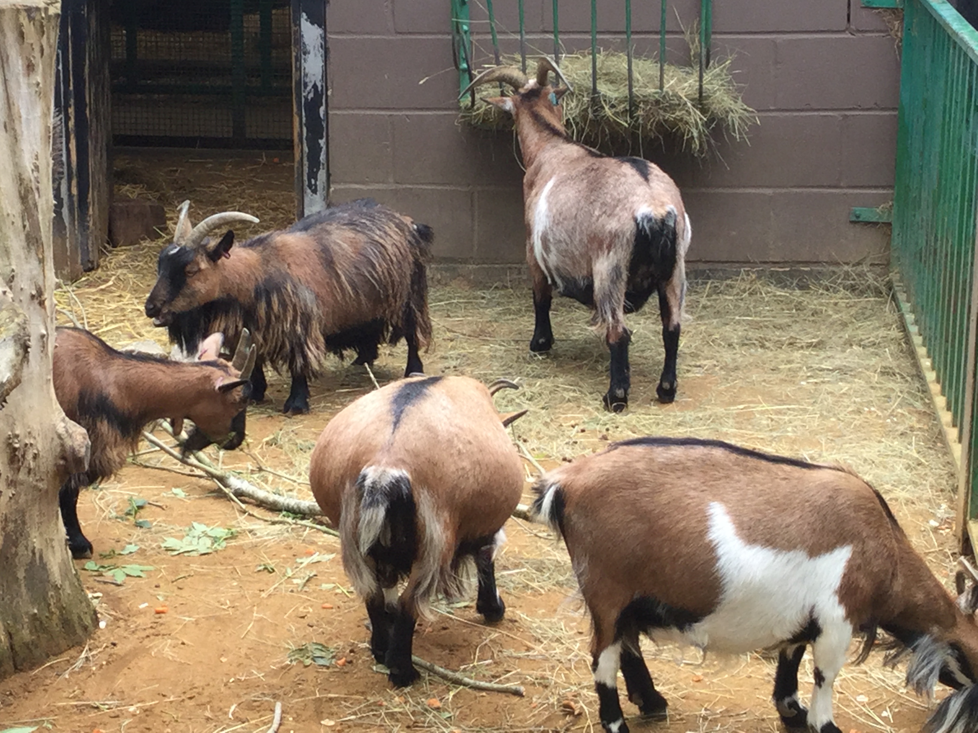 What meaneth these Saul? A lesson from 1 Samuel 15